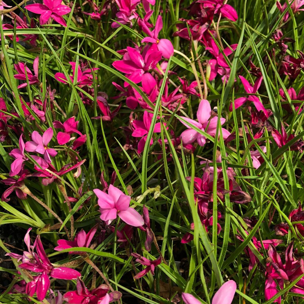 Rhodoxis hybride Beverly - Rhodohypoxis