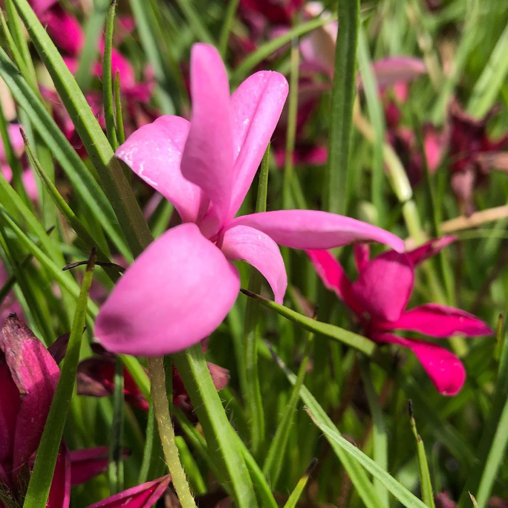 Rhodoxis hybride Beverly - Rhodohypoxis