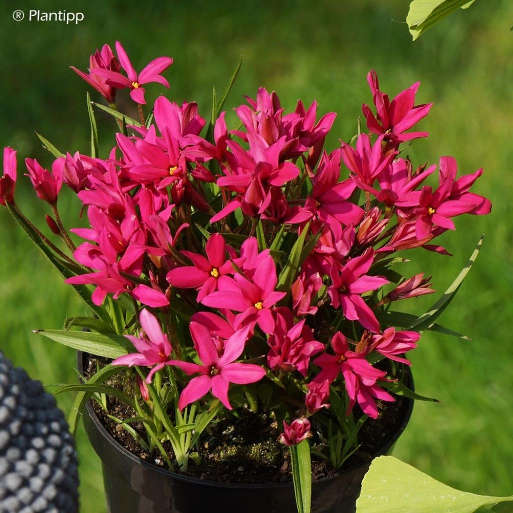 Rhodohypoxis Fairytale - Rhodoxis