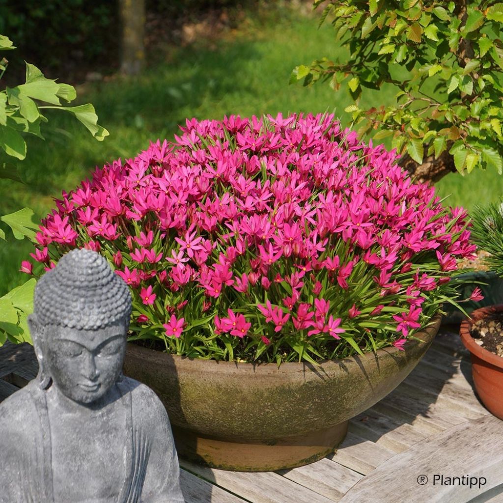 Rhodohypoxis Fairytale - Rhodoxis