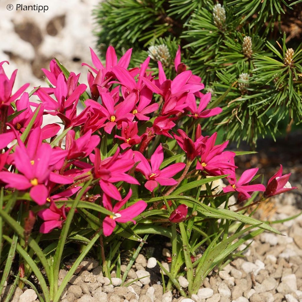 Rhodohypoxis Fairytale - Rhodoxis