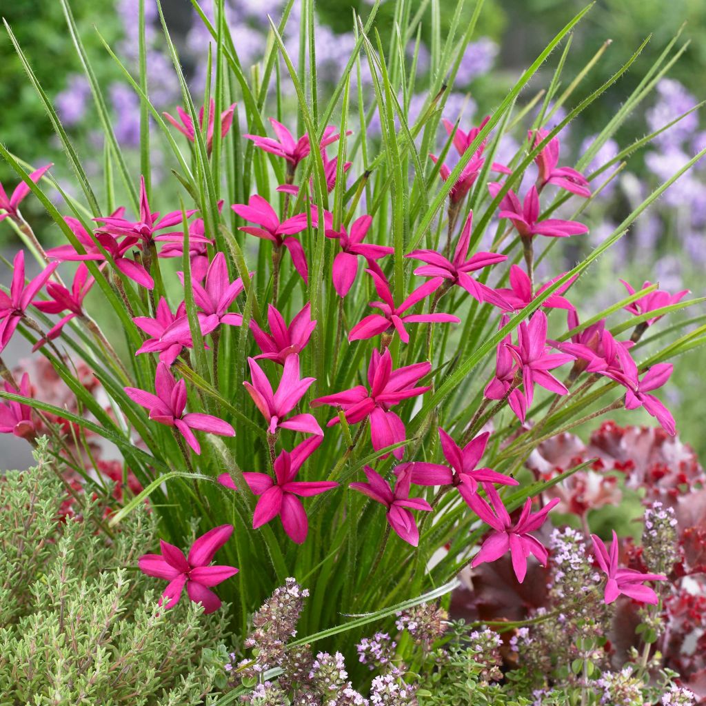 Rhodoxis hybride Beverly - Rhodohypoxis