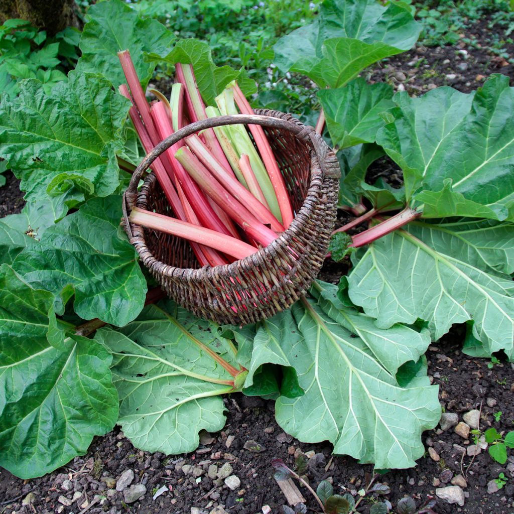 Rhubarbe Frambozen Rood