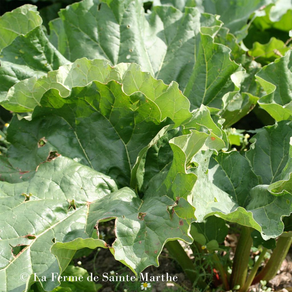 Rhubarbe Glaskins Perpetual Bio - Ferme de Sainte-Marthe