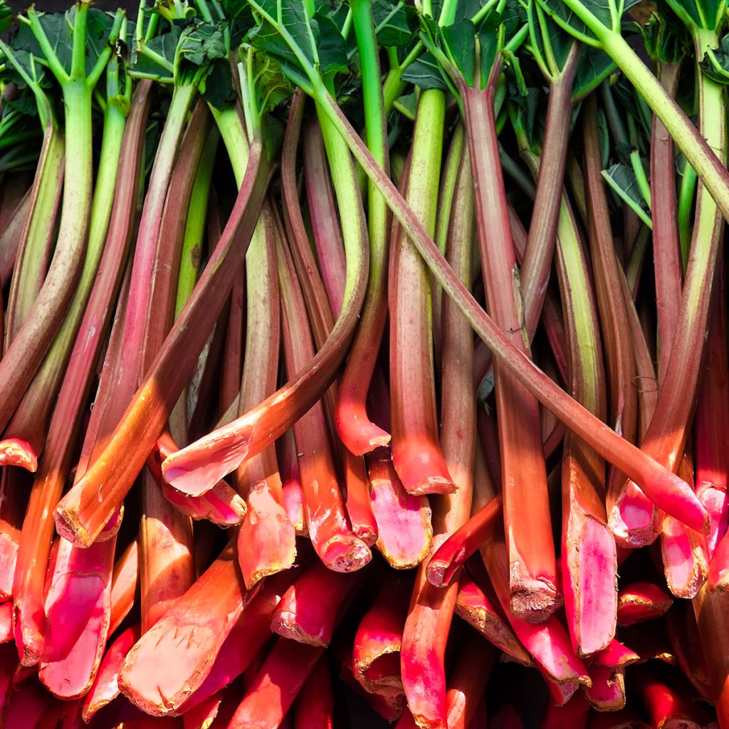 Rhubarbe Glaskins Perpetual Bio - Ferme de Sainte-Marthe