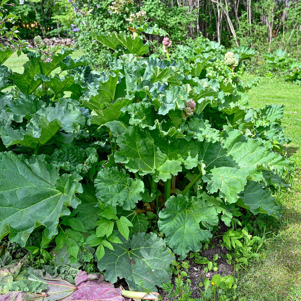 Rhubarbe des jardins Victoria - Rheum rhabarbarum