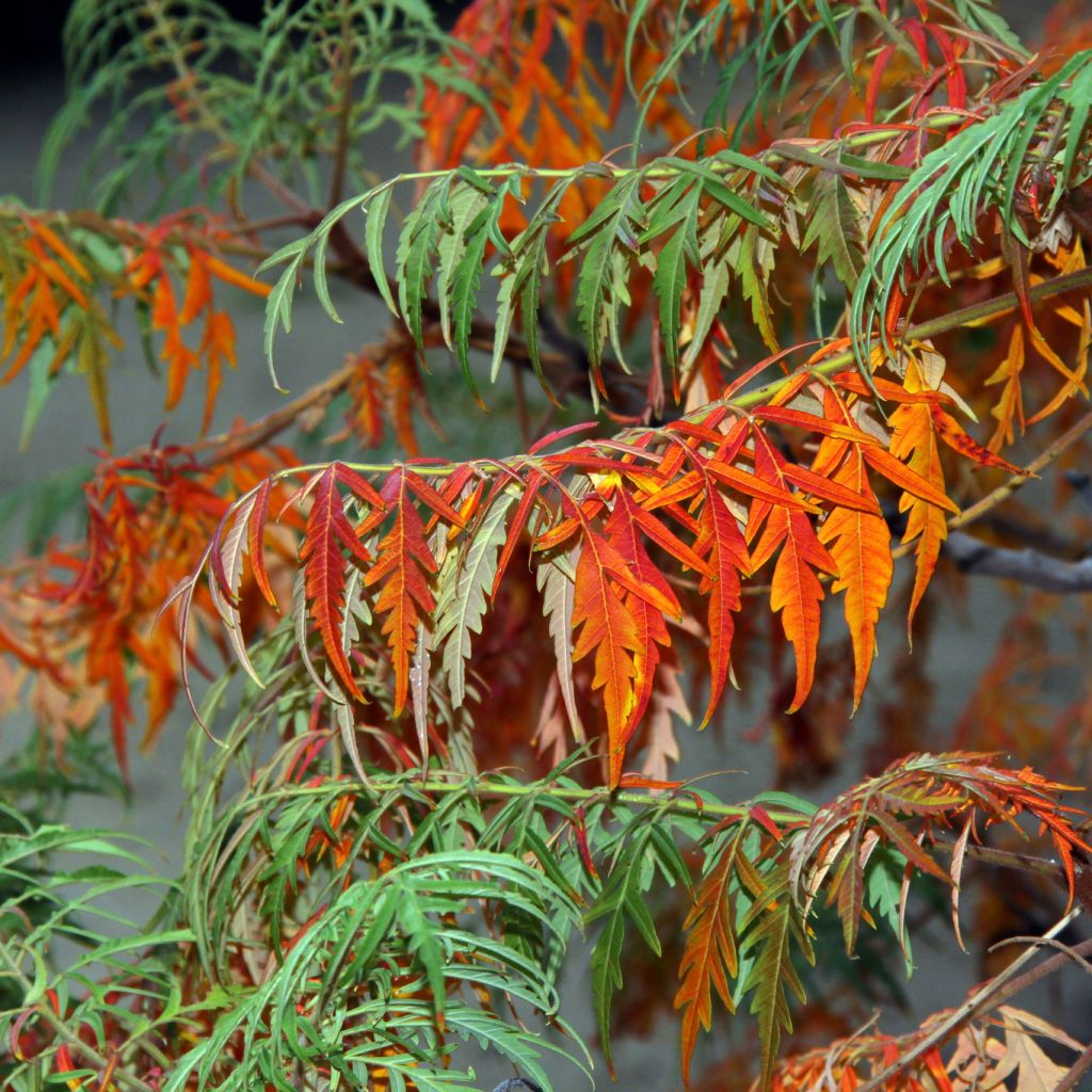 Sumac lacinié - Rhus glabra laciniata