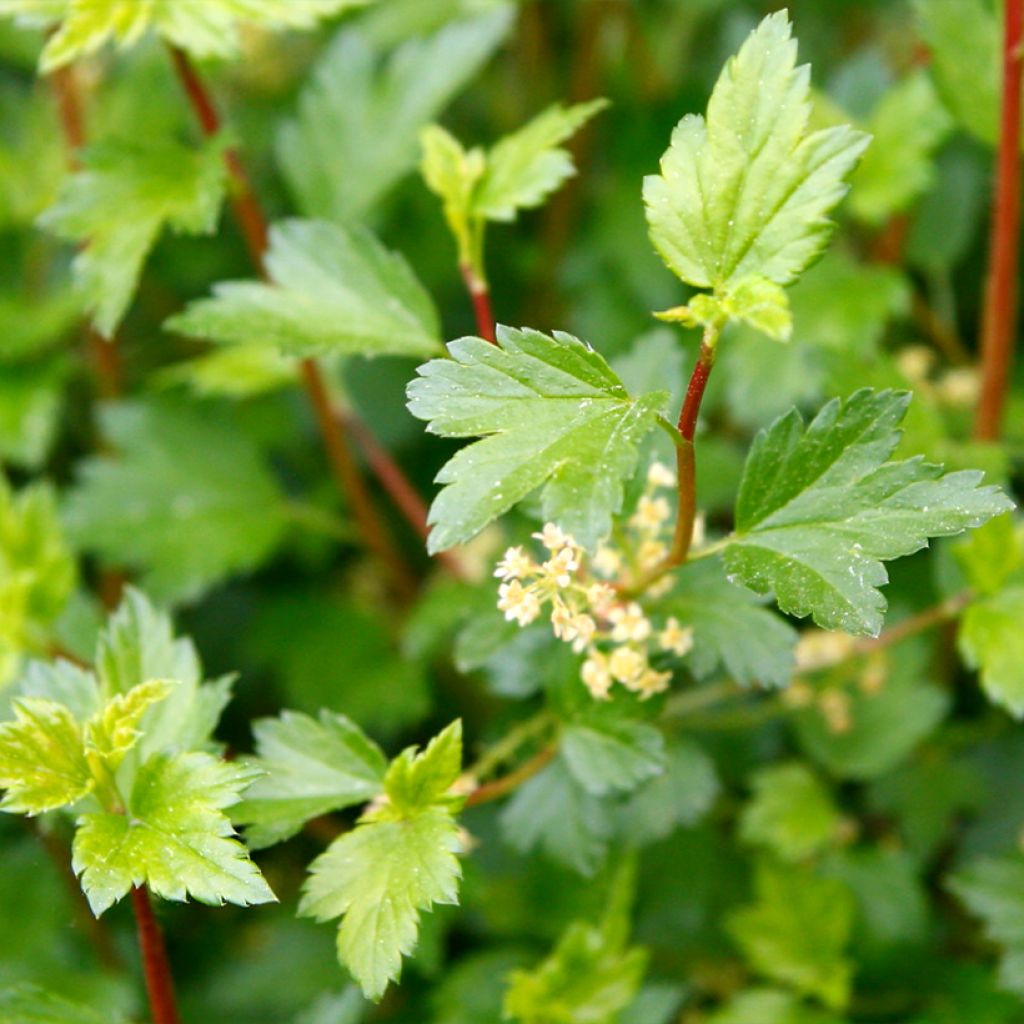 Ribes alpinum Schmidt - Groseiller des Alpes