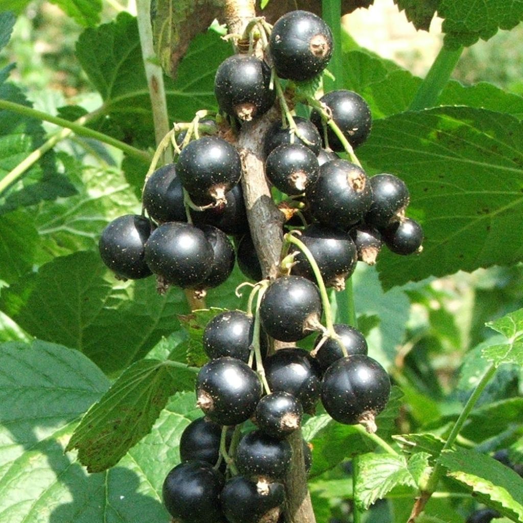 Cassis Andega - Ribes nigrum