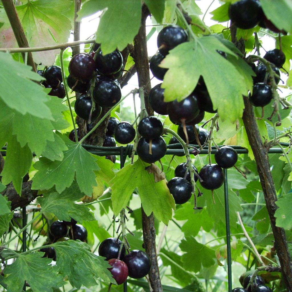 Ribes odoratum - Groseillier doré