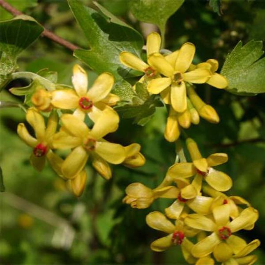 Ribes odoratum - Groseillier doré