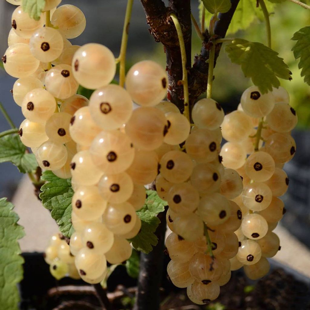 Groseillier à grappes blanches Zitavia