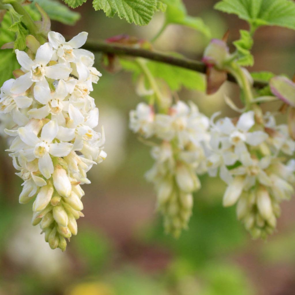 Ribes sanguineum White Icicle - Groseillier à fleurs blanches