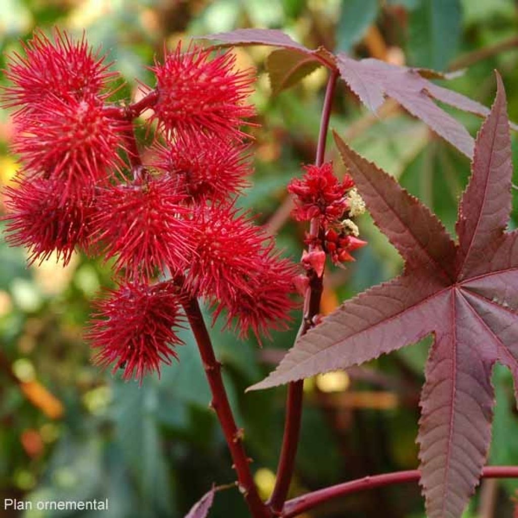 Ricinus communis Carmencita rouge, Ricin