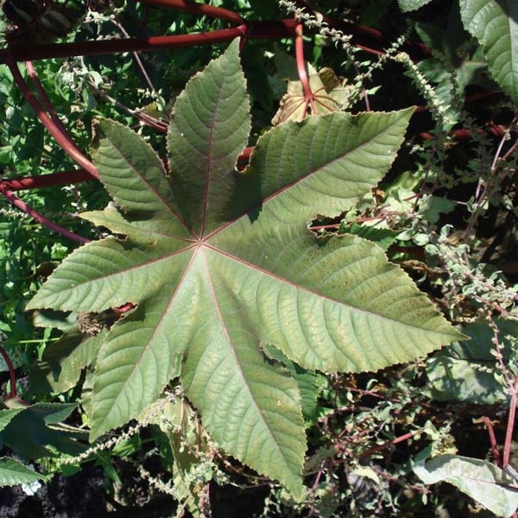 Ricin de Zanzibar