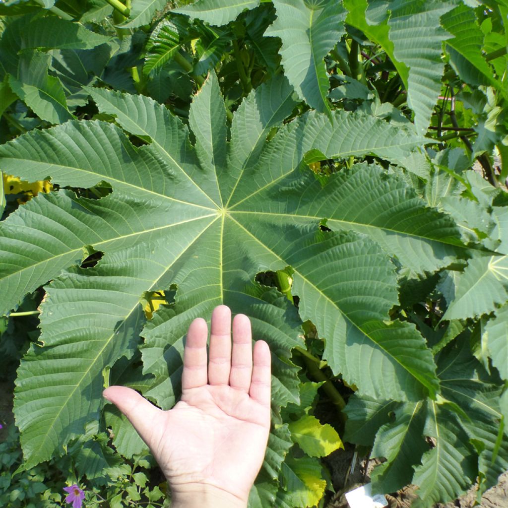 Graines de Ricin de Zanzibar - Ricinus communis