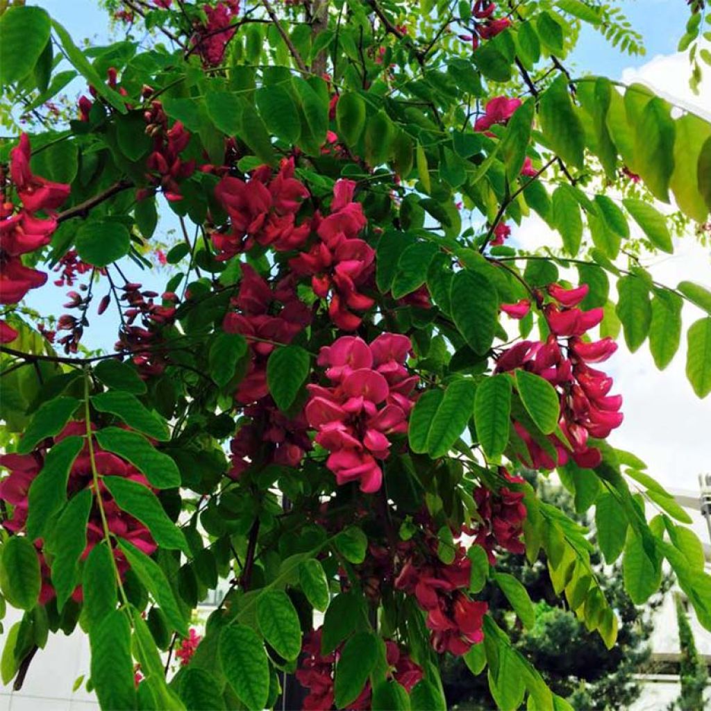 Robinia pseudoacacia Casque Rouge - Robinier faux acacia rose-pourpré