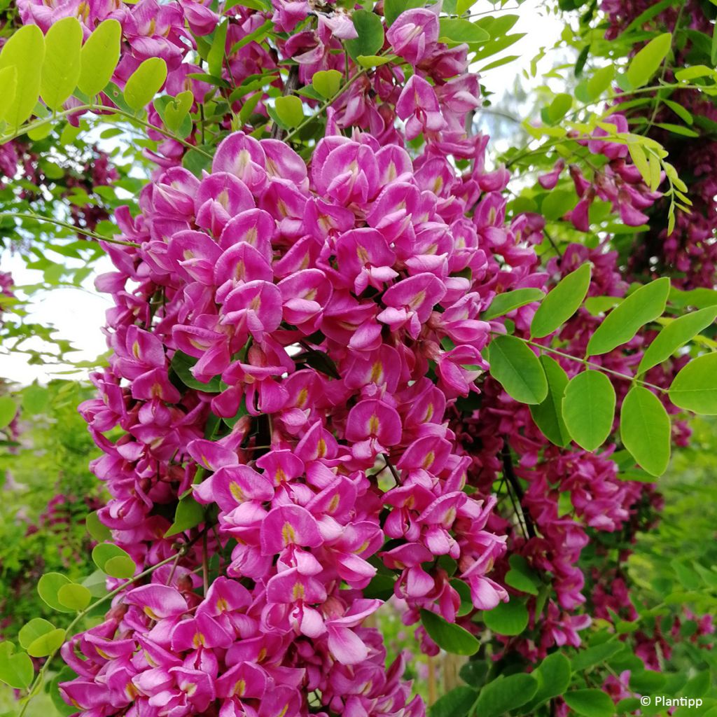 Robinia margaretta Georgia da Torino - Robinier rose