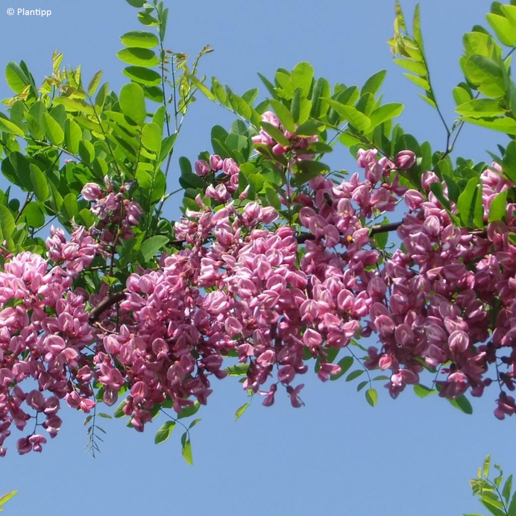 Robinia margaretta Georgia da Torino - Robinier rose