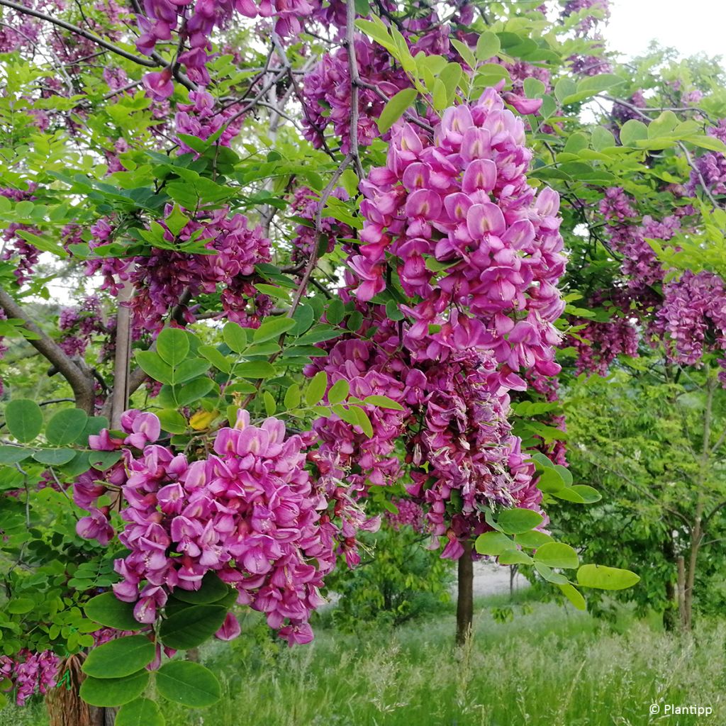 Robinia margaretta Georgia da Torino - Robinier rose