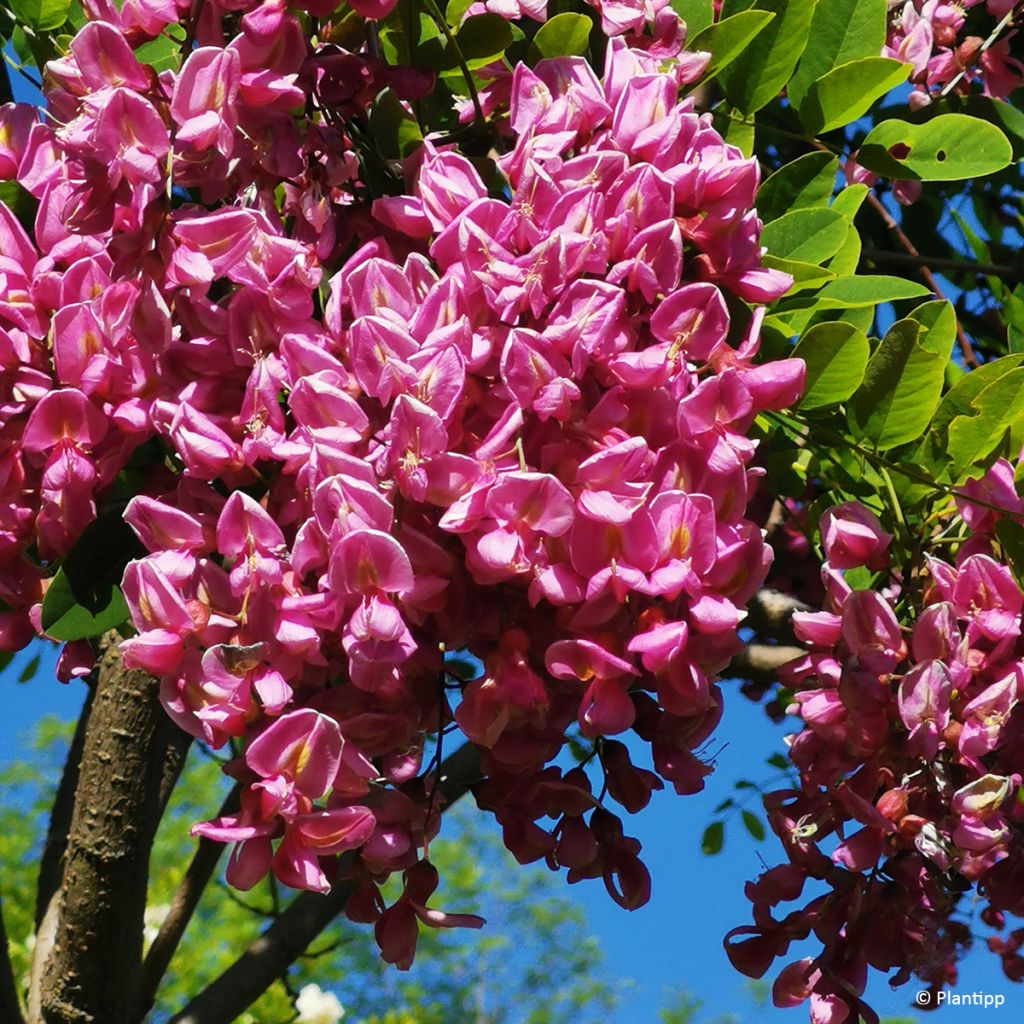 Robinia margaretta Georgia da Torino - Robinier rose