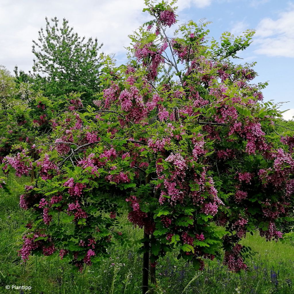 Robinia margaretta Georgia da Torino - Robinier rose