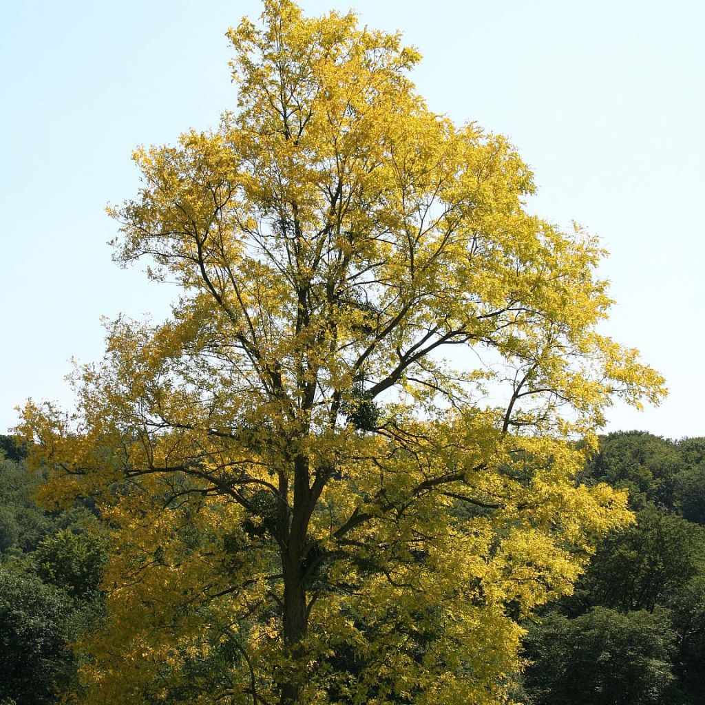 Robinia pseudoacacia Frisia - Robinier doré.