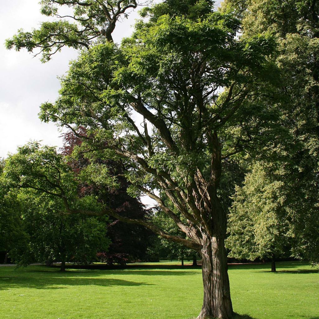 Robinia pseudoacacia Umbraculifera - Acacia boule.