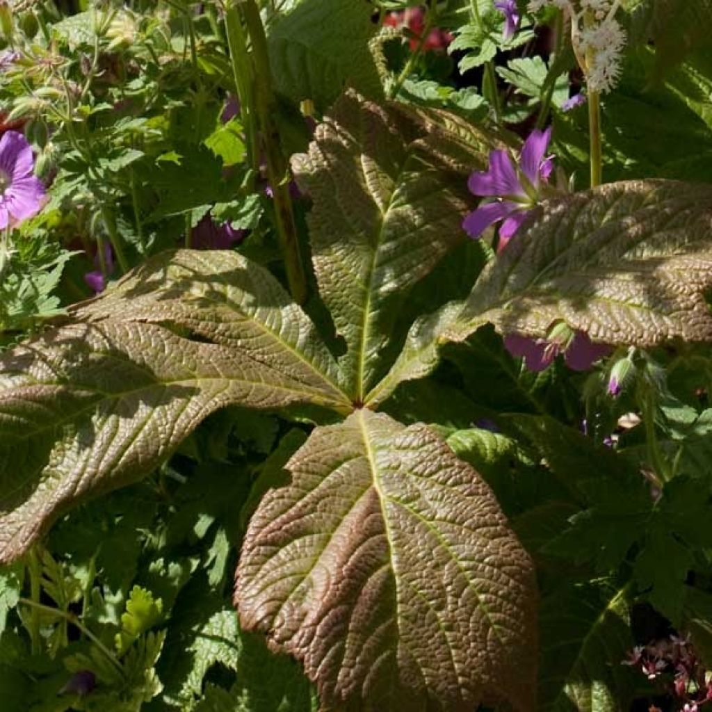 Rodgersia aesculifolia