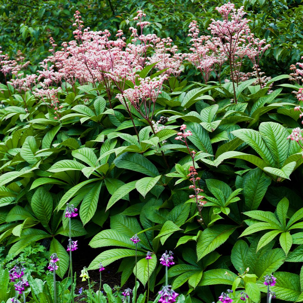 Rodgersia aesculifolia