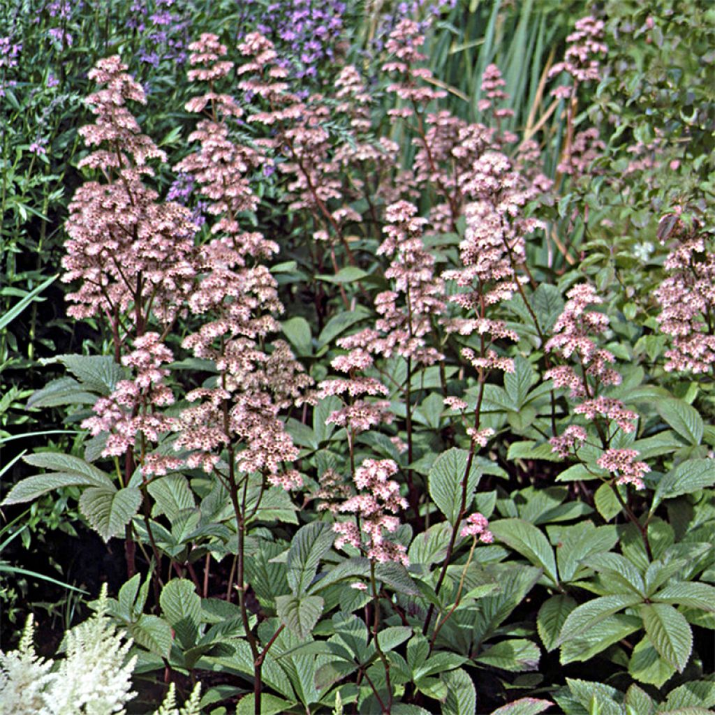 Rodgersia henrici - Rodgersie à feuilles de marronnier