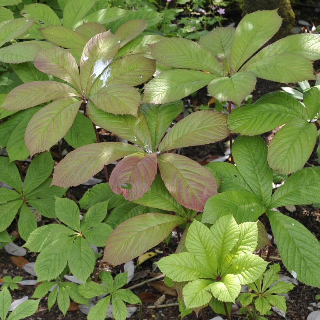 Rodgersia pinnata