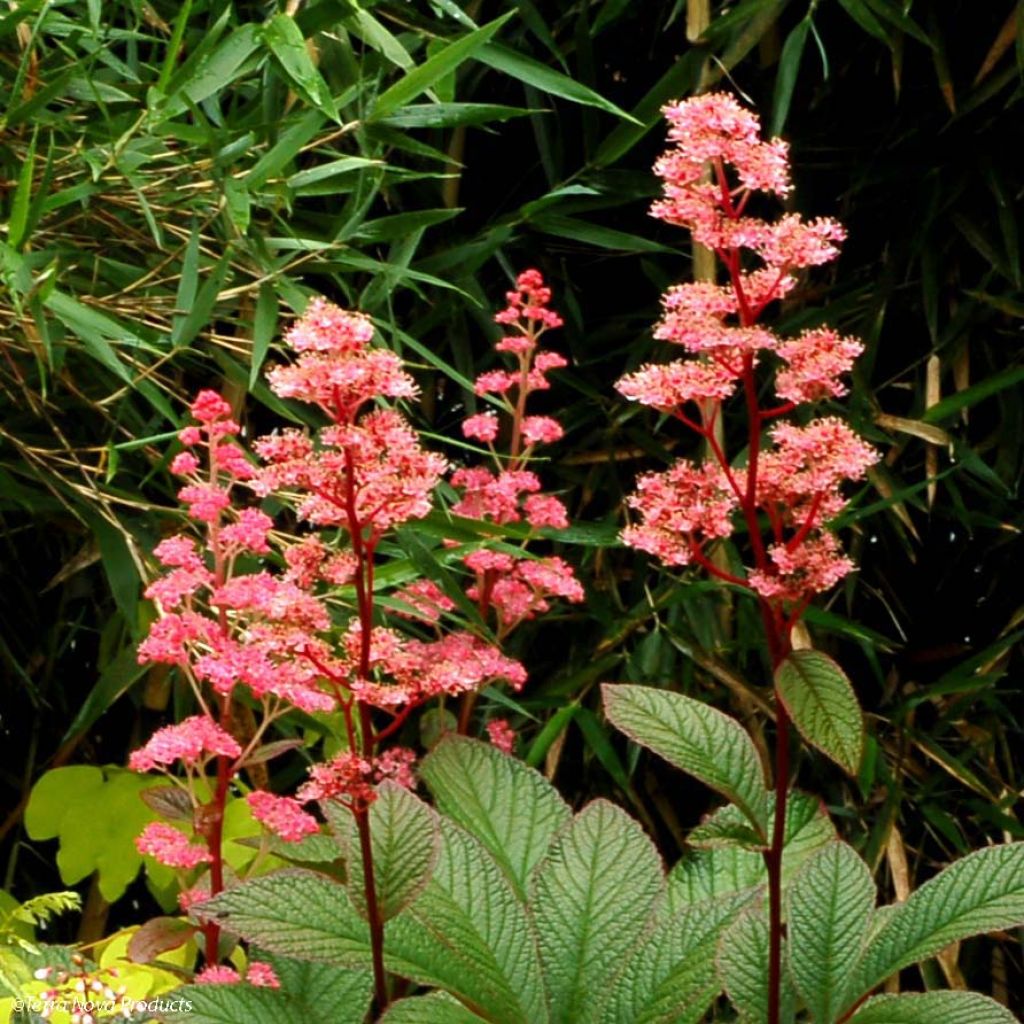 Rodgersia pinnata Bronze Peacock