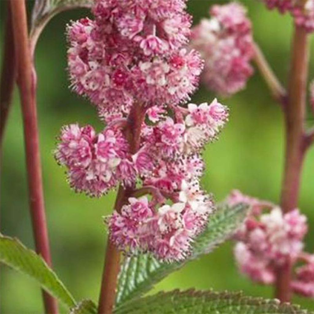 Rodgersia pinnata Dark Pokers