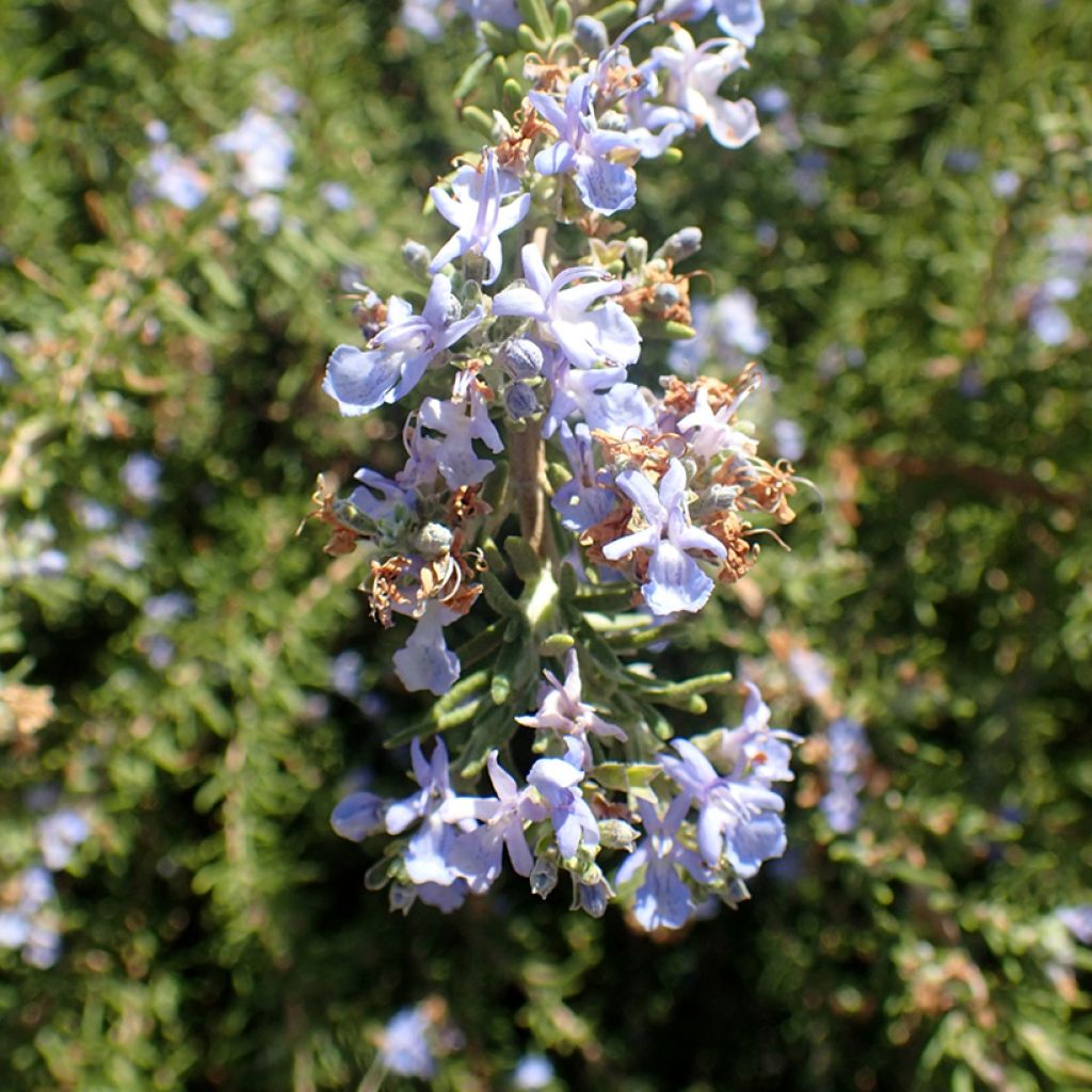 Romarin - Rosmarinus officinalis Tuscan Blue