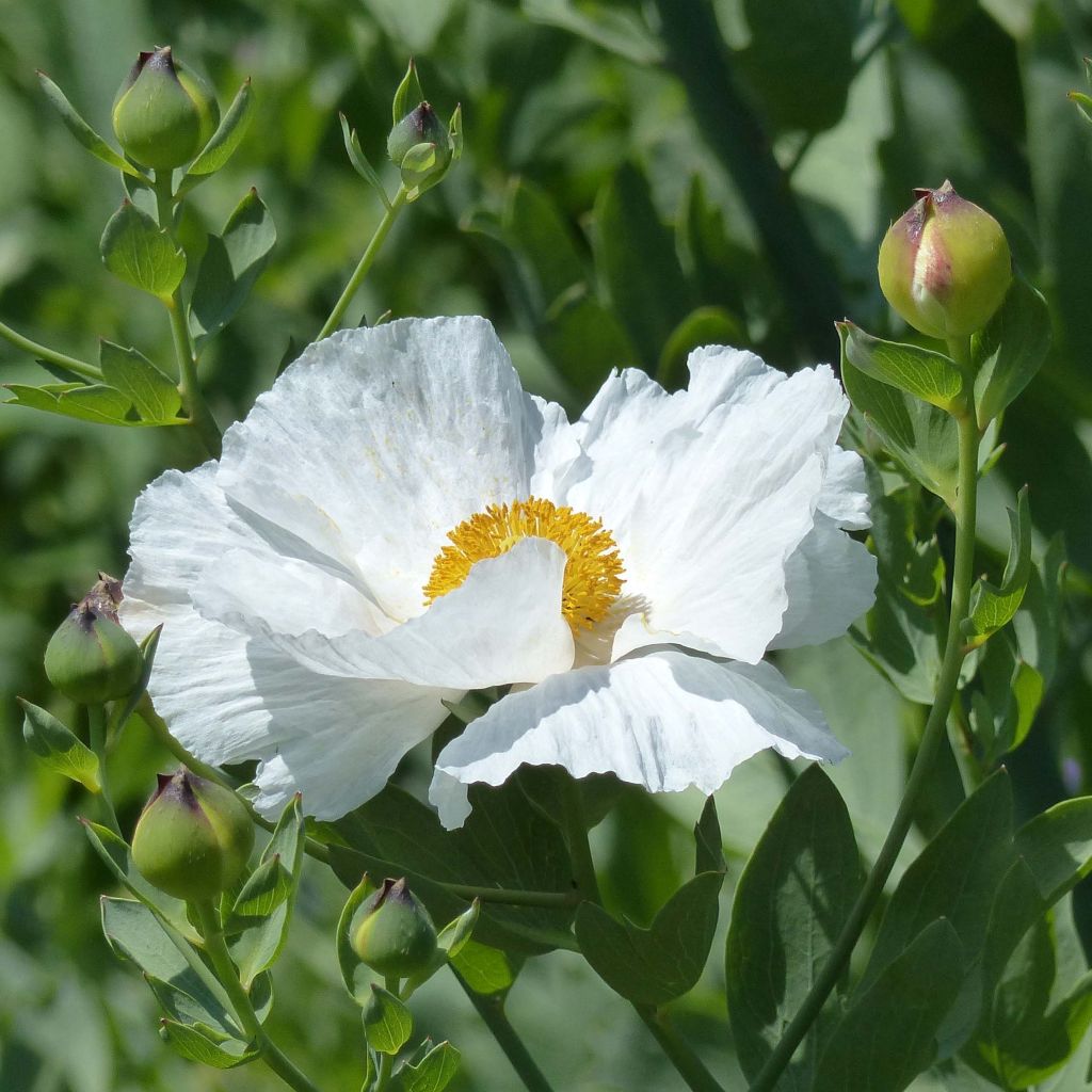 Romneya coulteri - Pavot en arbre.