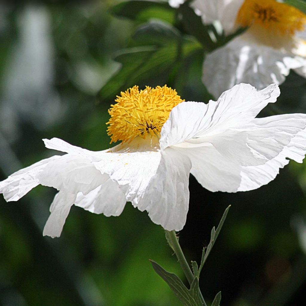 Romneya coulteri - Pavot en arbre.