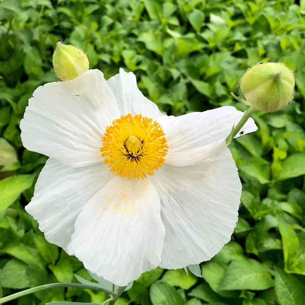 Romneya coulteri - Pavot en arbre