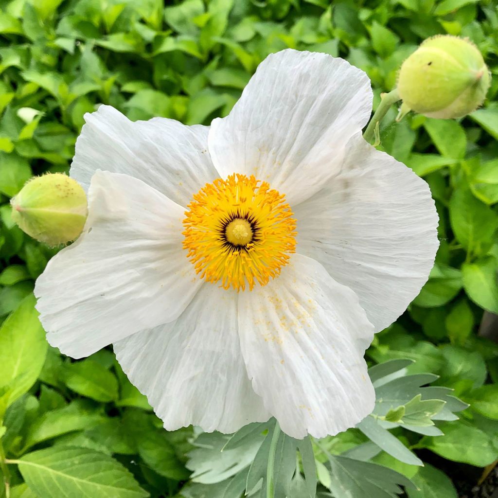 Romneya coulteri - Pavot en arbre