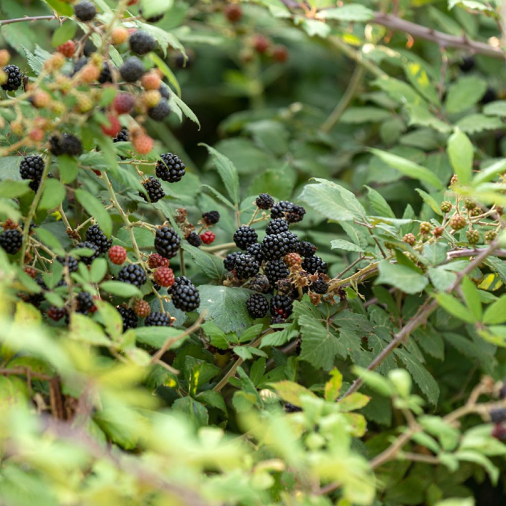 Ronce commune - Rubus fruticosus