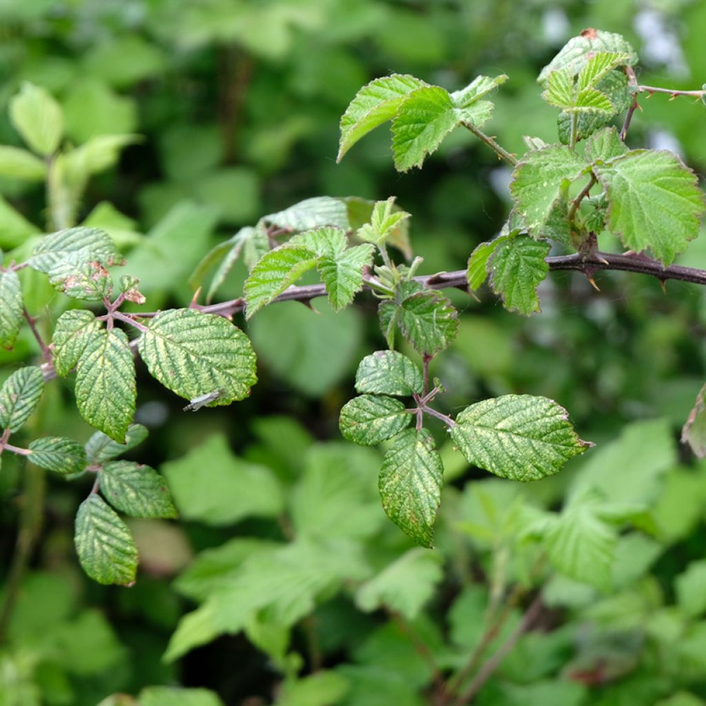 Ronce commune - Rubus fruticosus