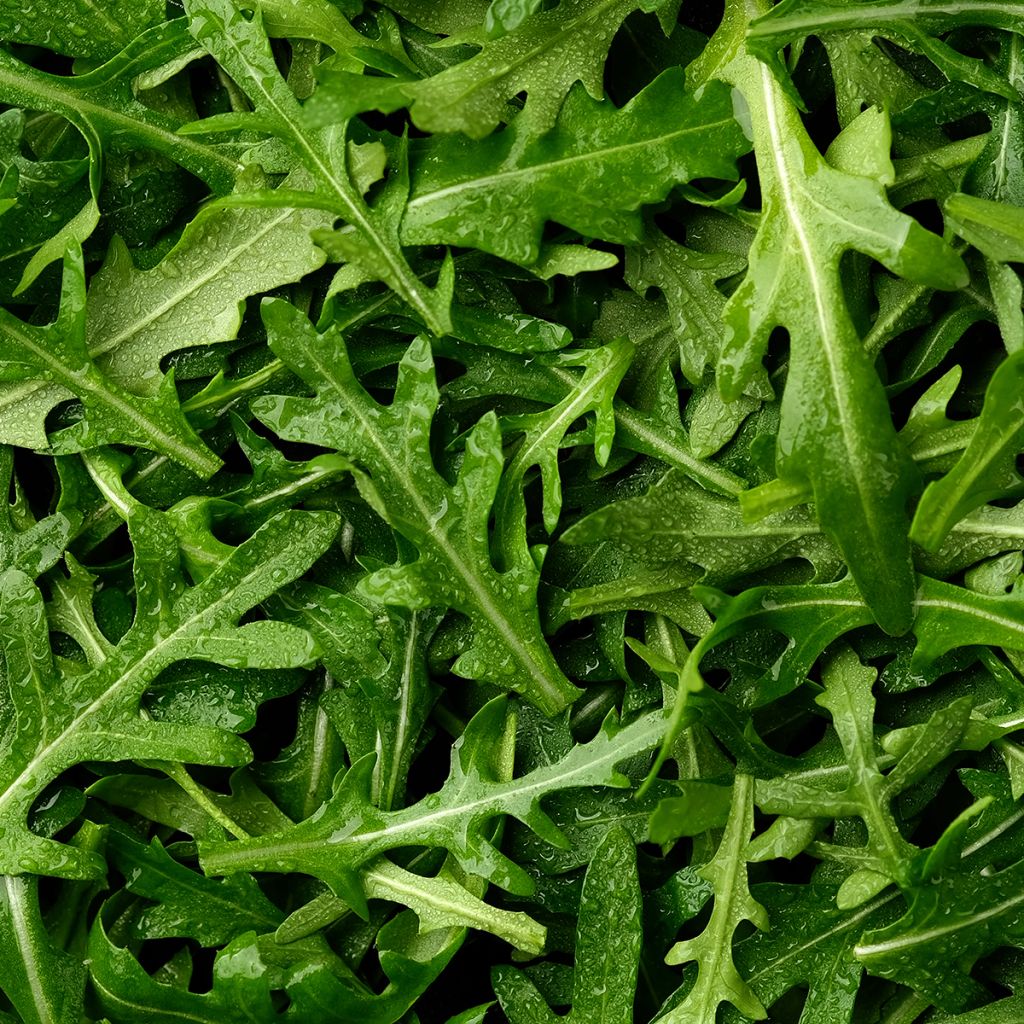 Roquette Discovery