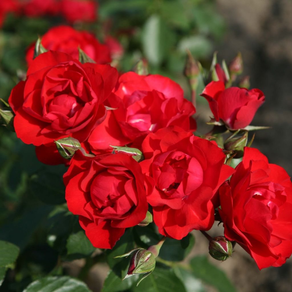 Rosier couvre-sol Black Forest Rose en racines nues