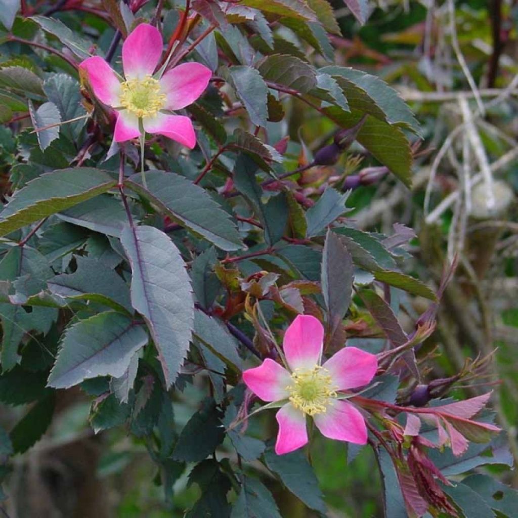 Rosier botanique glauca ou rubrifolia