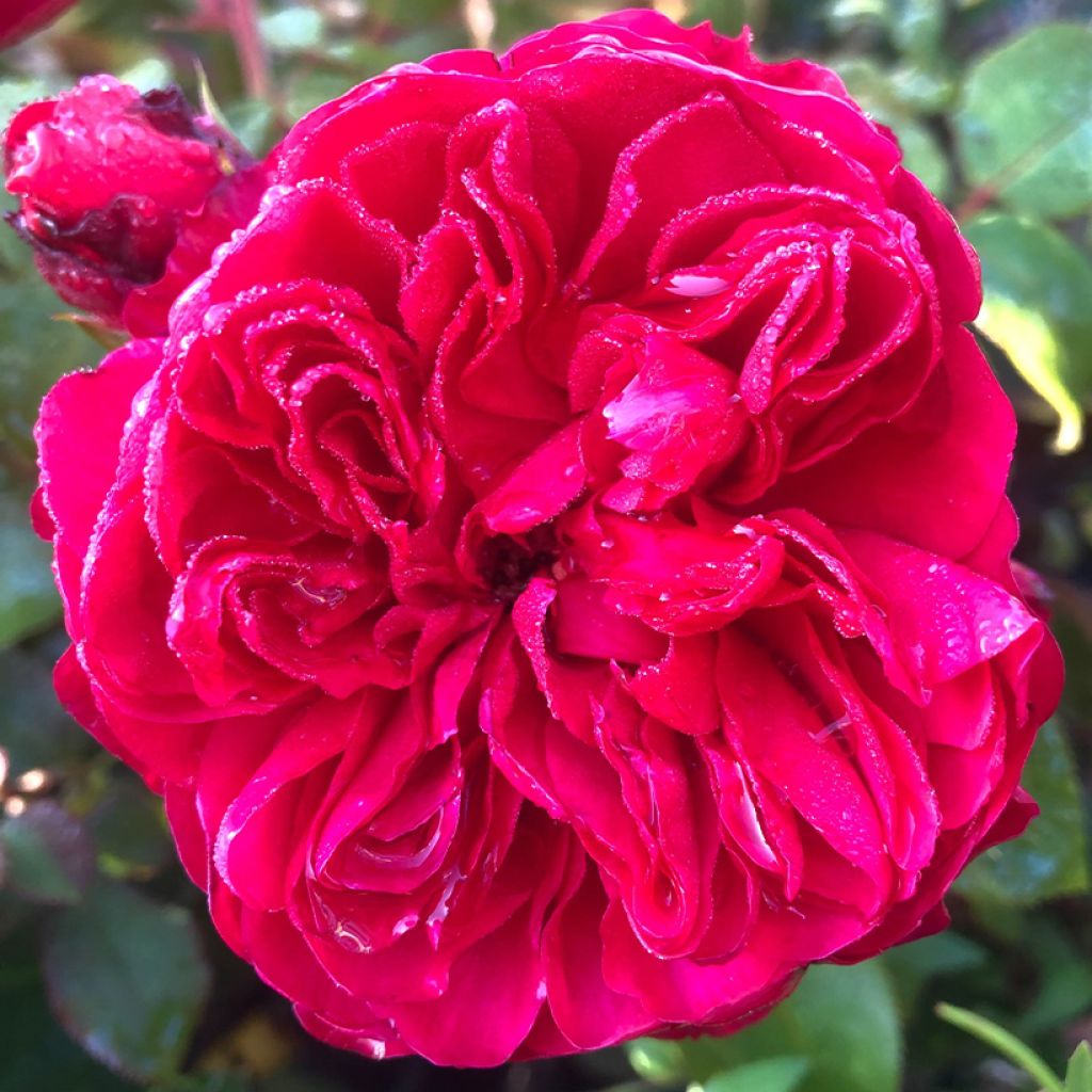 Rosier à fleurs groupées Red Leonardo da Vinci