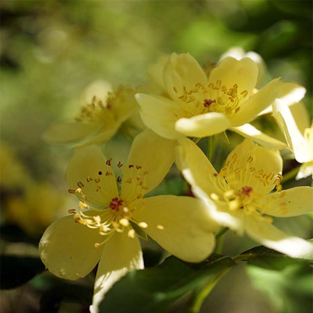 Rosier de Banks Lutescens - Rosa banksiae