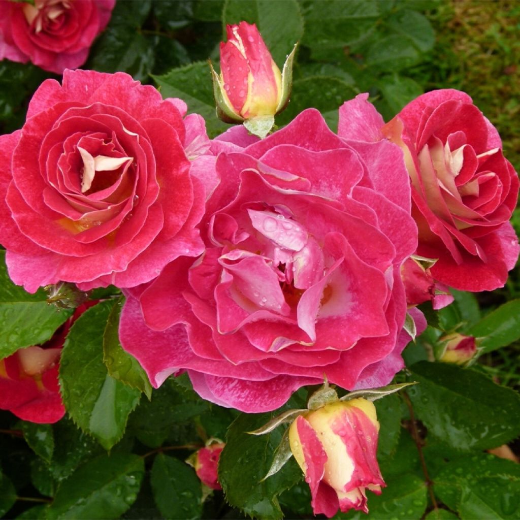 Rosier à fleurs groupées Aline Mayrisch Rose® 