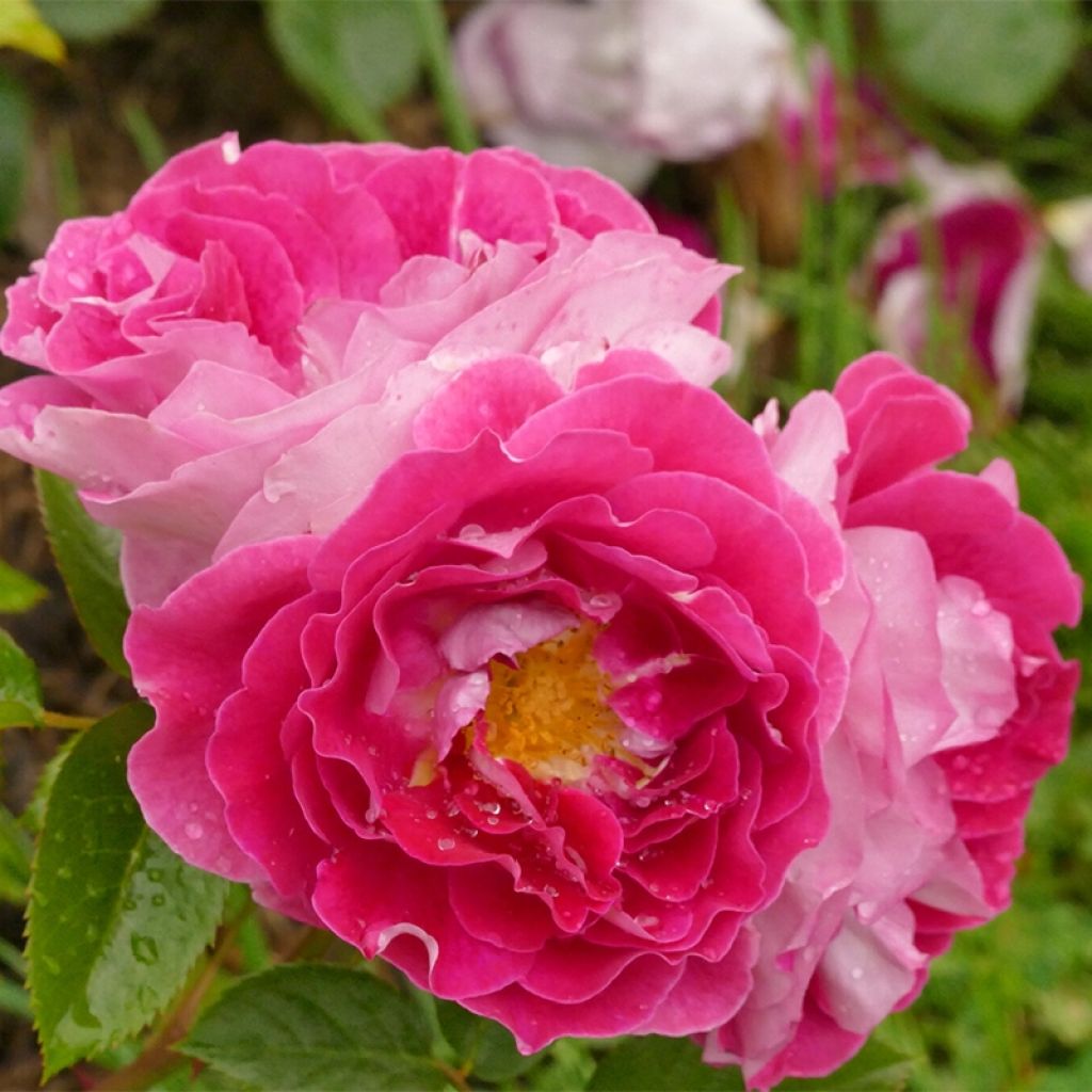 Rosier à fleurs groupées Abbatiale de Pontigny® 