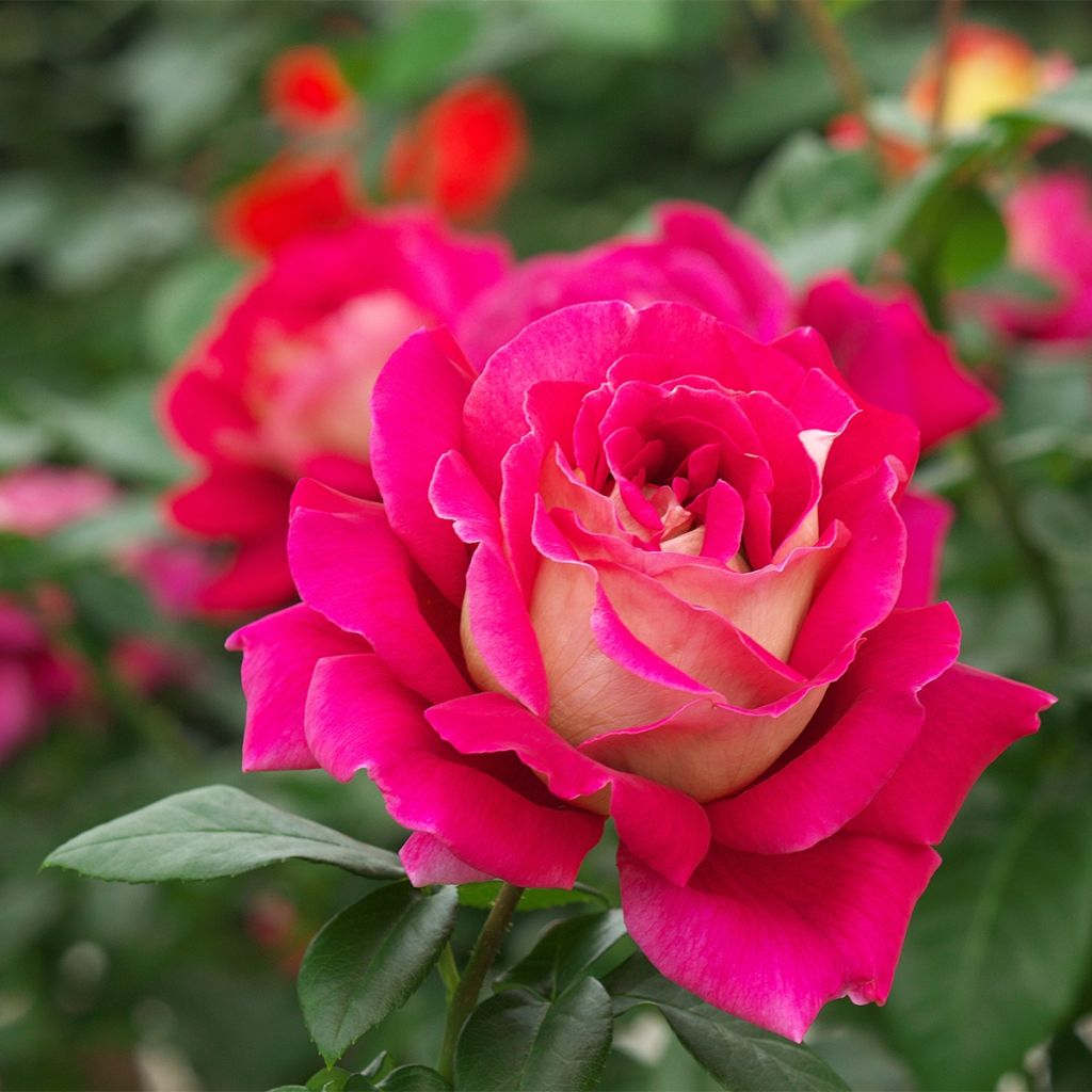 Rosier à fleurs groupées Abbatiale de Pontigny® 