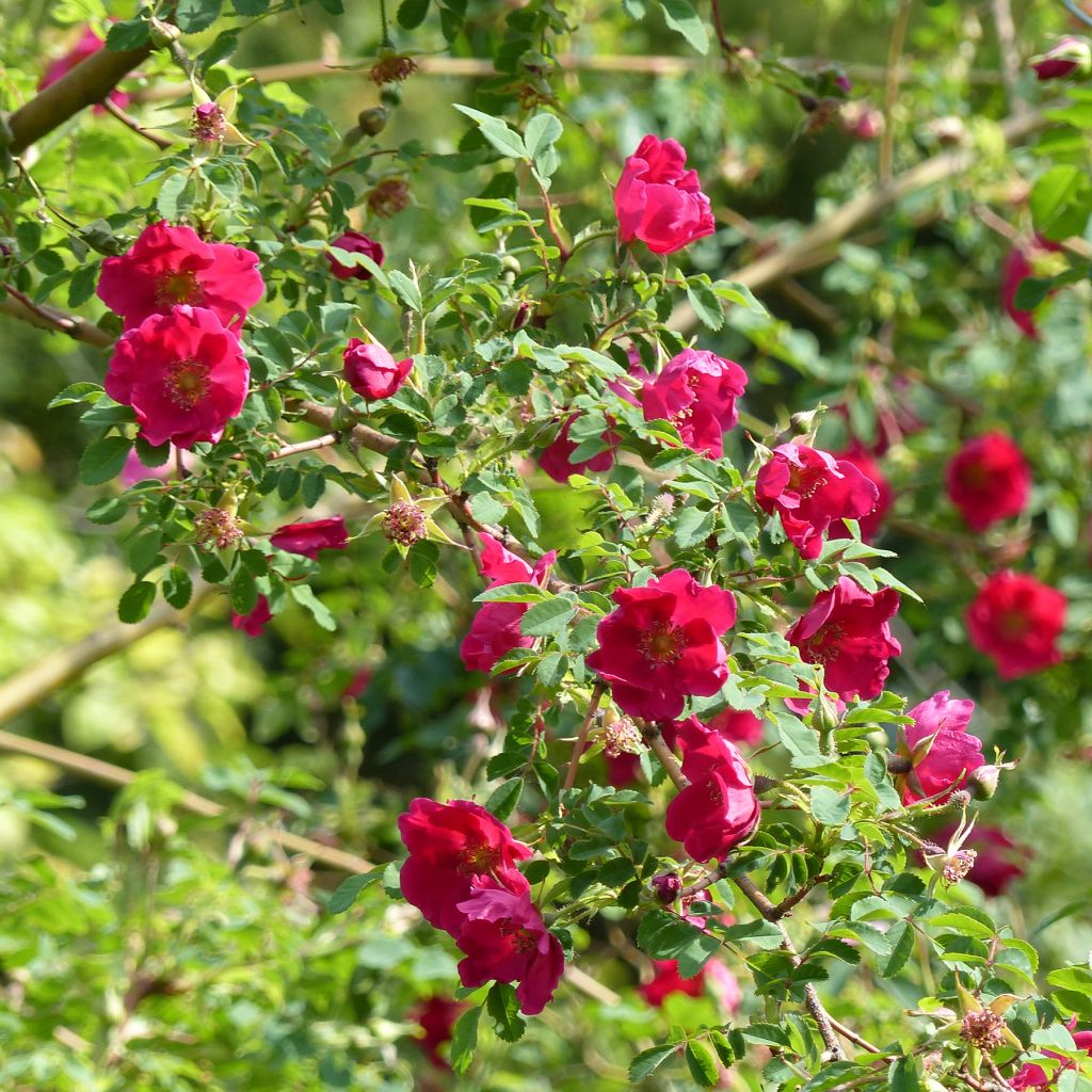 Rosa moyesii Geranium - Rosier botanique.